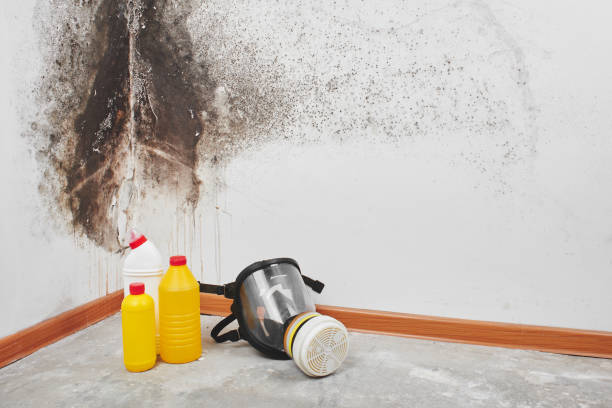 Best Mold Cleaning Services  in Streamwood, IL