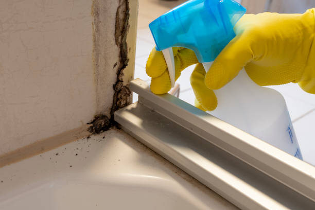Best Toxic Mold Removal  in Streamwood, IL
