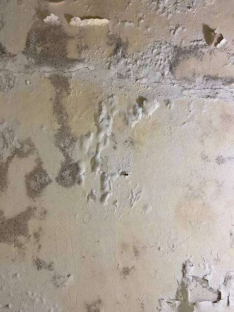 Crawl Space Mold Removal in Streamwood, IL